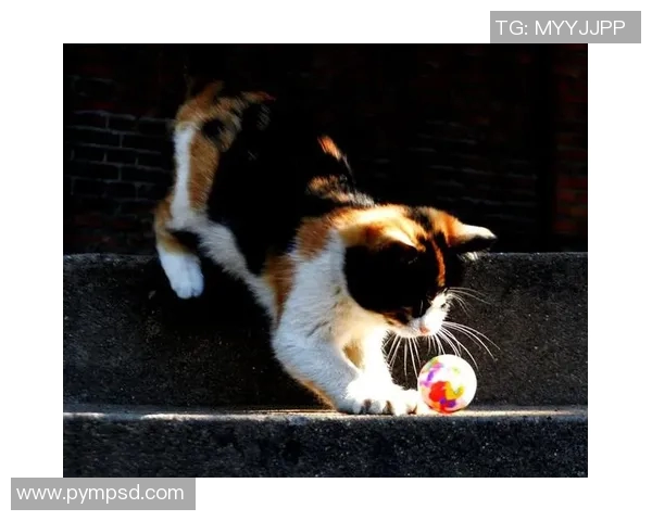 猫咪足球场上的明星是谁你知道吗揭秘它的精彩故事与成就